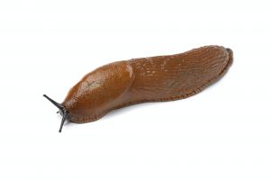Single slug